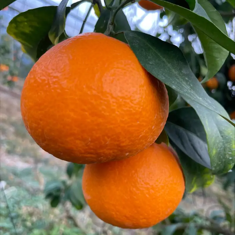 【2026年先行予約】 訳あり 愛果28号 2kg サイズミックス 【2026年12月以降発送】 紅まどんなと同一品種 みかん 愛媛 数量限定 柑橘 伊予市｜A128