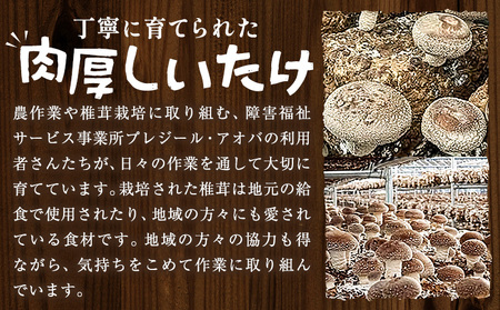 肉厚 菌床椎茸 1kg 《30日以内に発送予定(土日祝除く)》 プレジール・アオバ 徳島県 上板町 野菜 青果物 きのこ シイタケ 椎茸