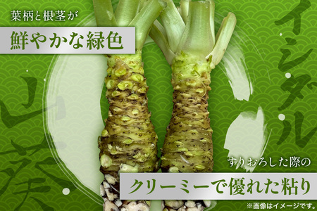 那賀わさび (イシダル) 約100g 1～2本【徳島県 那賀町 生産者直送 産地直送 本わさび わさび ワサビ 生わさび 山葵 野菜 香味野菜 国産 イシダル 薬味 調味料 万能 新鮮】FN-11