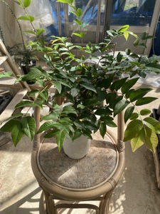 上郡町産 ジャボチカバの苗木（大）| ジャボチカバ 植物 フルーツ 珍しい おいしい 兵庫県 上郡町