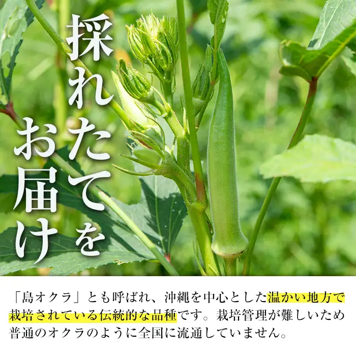 いずみ産 丸 オクラ 600g 【イーサイドライン】 i1215-A