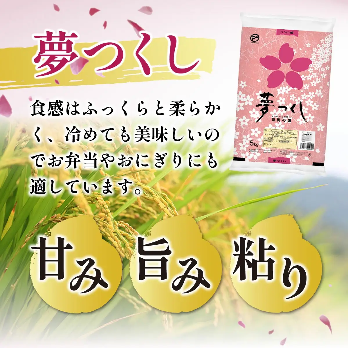 【定期便：３ケ月】令和７年産 福岡県産米 夢つくし 15kg 精米 CY010sub3