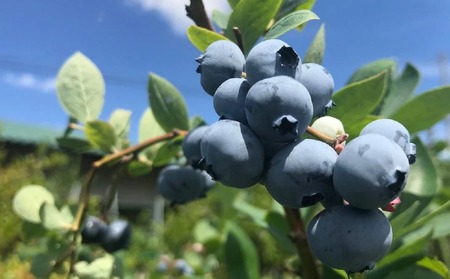 【生食に最適／冷凍】淡路島　馬回集落の大粒ブルーベリー 500g