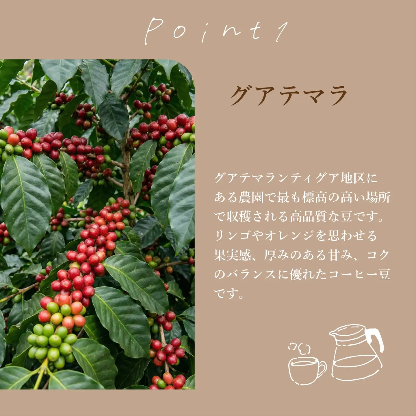 【 自家焙煎 珈琲  】コーヒー ドリップバッグ 5袋