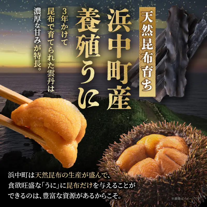 ≪浜中養殖≫蝦夷バフンウニ(300g)折箱入り　300g×一折り_H0038-106