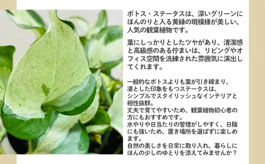P2観葉植物 ポトス・ステータス 観葉植物 インテリアグリーン 