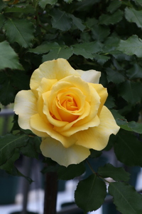 バラ苗鉢植え「長尺・つる性ゴールドバニー」　 バラ苗1鉢 ノイバラ台木 花 長尺 つるバラ 丸弁カップ咲き 返り咲き 微香8寸鉢 2年生苗 ガーデニング 初心者 母の日 父の日 誕生日 新築祝い 記念樹 育て方ガイド同梱 コマツガーデン [h190]