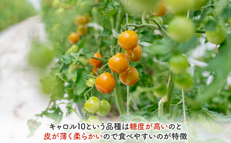 【2026年夏～発送】北海道 富良野産 ミニトマト 約3kg キャロル10 トマト (榎本農園) 富良野市 新鮮 直送 道産 ふらの 送料無料 数量限定 先着順 トマト 甘い 野菜