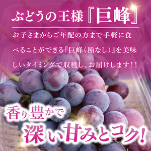 【9月上旬より順次発送】【数量限定】種なし巨峰 約1キロ（2～3房）（MA-2）