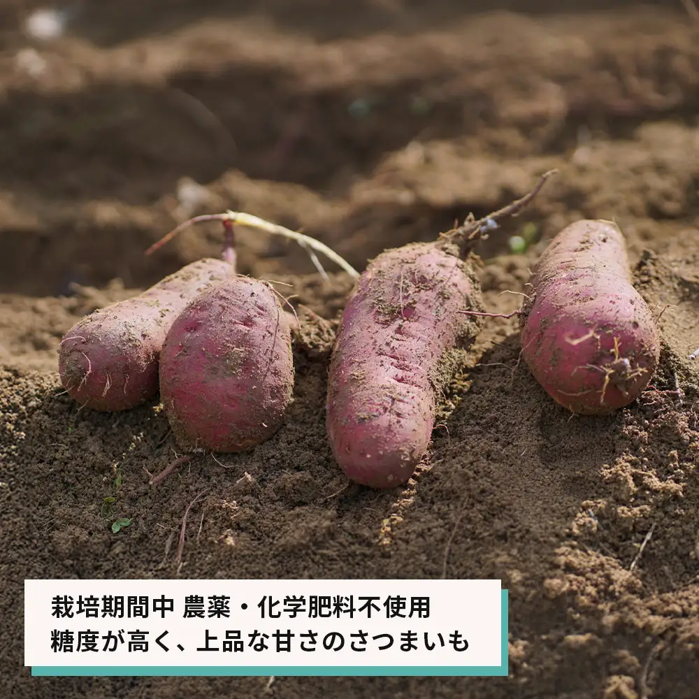 【産地直送】紅はるか（淡路島産）土付き　約5kg　不揃い【栽培期間中、農薬・化学肥料不使用】 さつまいも