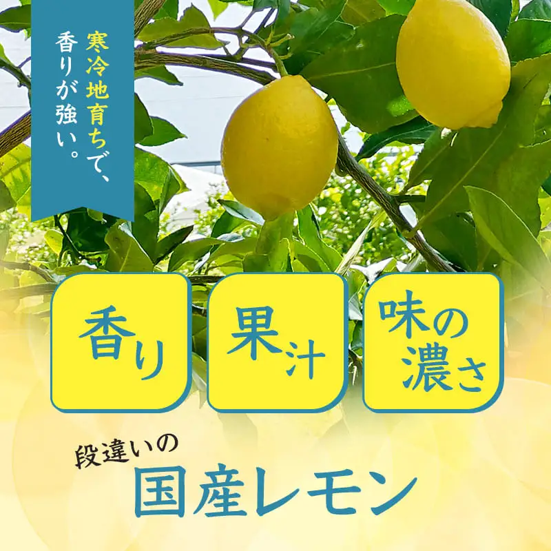 レモン 京都潮風檸檬（R） 2kg（16個前後） 栽培期間中農薬不使用 れもん