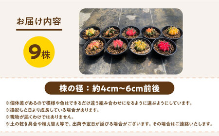 ギムノカリキウム ミハノビッチ 9株 Gymnocalycium mihanovichii 長与町/アグリューム[EAI281]