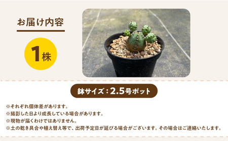 Euphorbia ObesaBlow　ユーフォルビア オベサブロー 1株　アグリューム／長与町[EAI303]