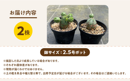 Euphorbia ObesaBlow　ユーフォルビア オベサブロー 2株　アグリューム／長与町[EAI304]