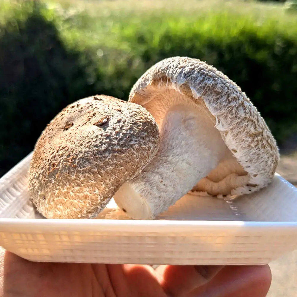 【11月から順次発送】肉厚生椎茸（菌床）約1kg / しいたけ シイタケ きのこ キノコ 椎茸 / 瀬戸市 / フラットフィールド[BBEE003]