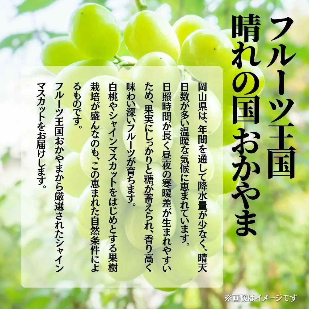 【2026年発送 先行予約】【梅村ファーム】朝摘み直送 シャインマスカット（2房入り 1.1kg以上）【030-a016】