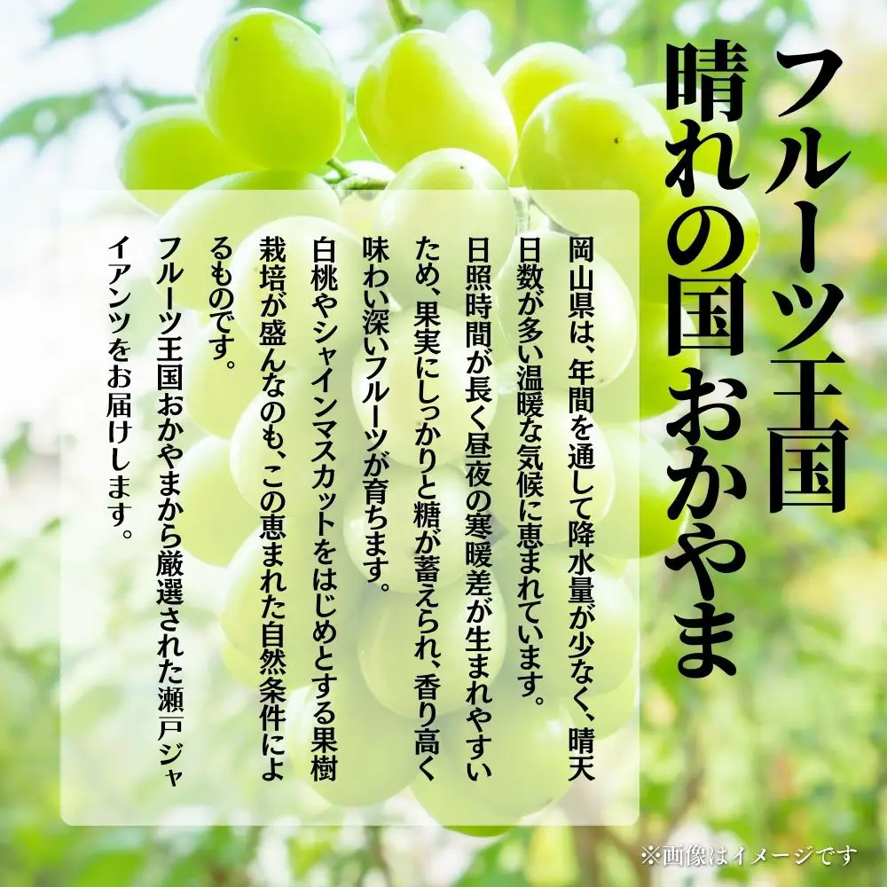 【2026年発送 先行予約】【梅村ファーム】朝摘み直送 瀬戸ジャイアンツ（3～5房入り 約2.0kg）【030-a019】