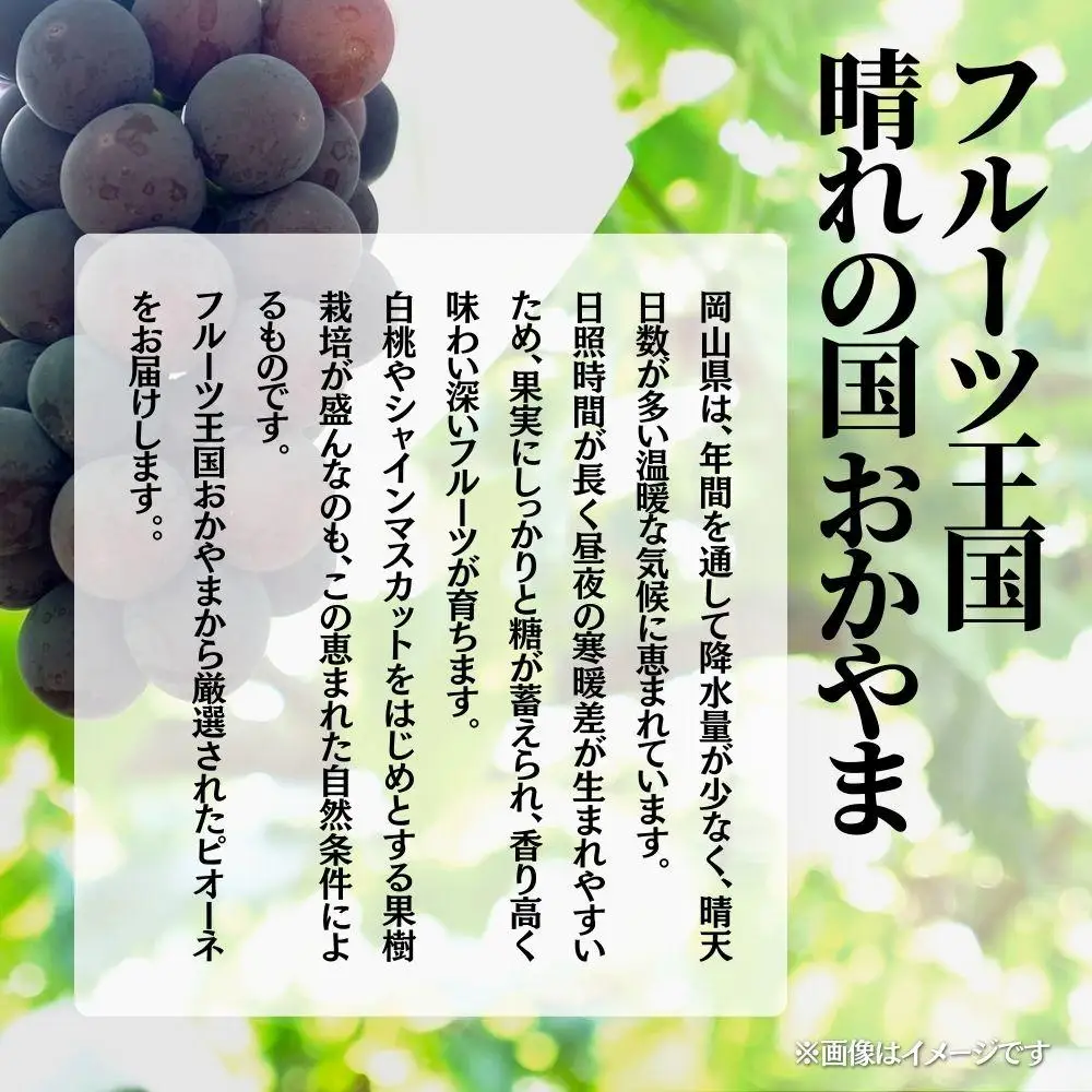 【2026年発送分 先行予約】【梅村ファーム】朝摘み直送 ピオーネ（2房入り 1.1kg以上）【030-a020】