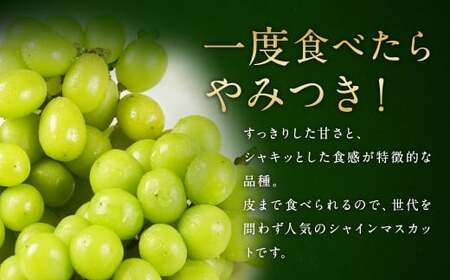 【贈答用】福岡県産 シャインマスカット 糖度18度以上・大粒15g以上 桐箱入り 650g前後（1房）／冷蔵 当日発送【2026年8月上旬?9月上旬発送予定】 葡萄 ぶどう ブドウ マスカット 果物 フルーツ 国産