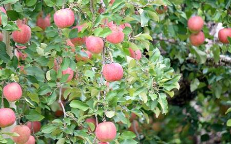 《2026年発送先行予約》山形県産 葉取らず完熟サンふじりんご 秀 約3kg 林檎 リンゴ フルーツ 果物 くだもの 山形県 中山町 F4A-1008