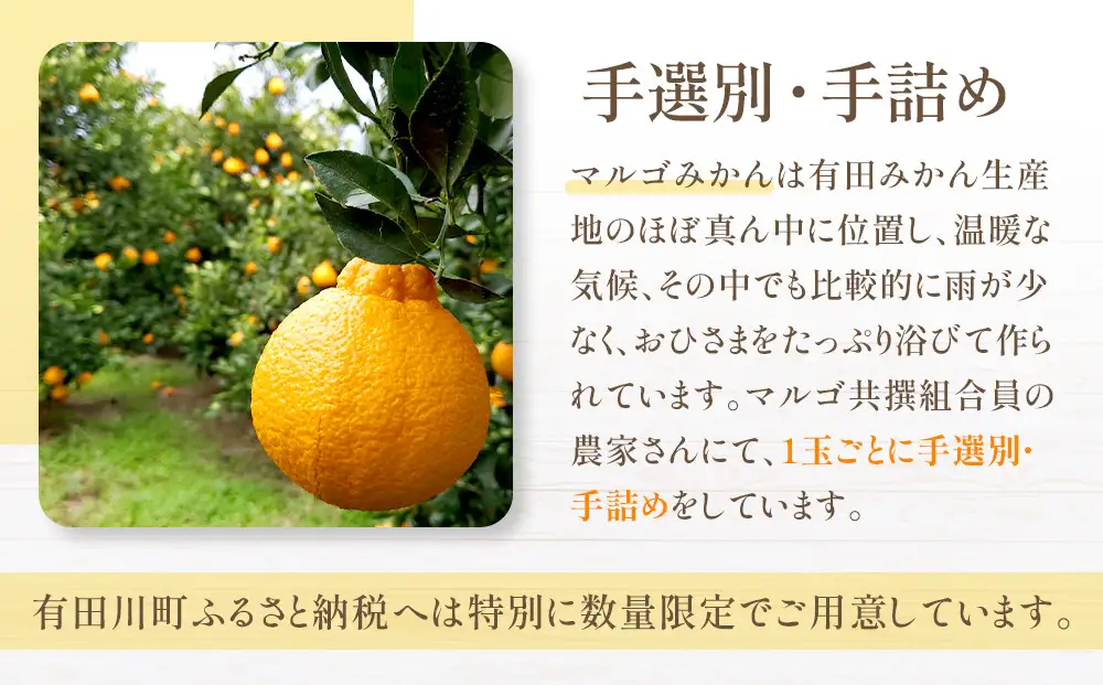 JA和歌山 マルゴ共撰 デコポン 24玉入り Lサイズ 5kg箱