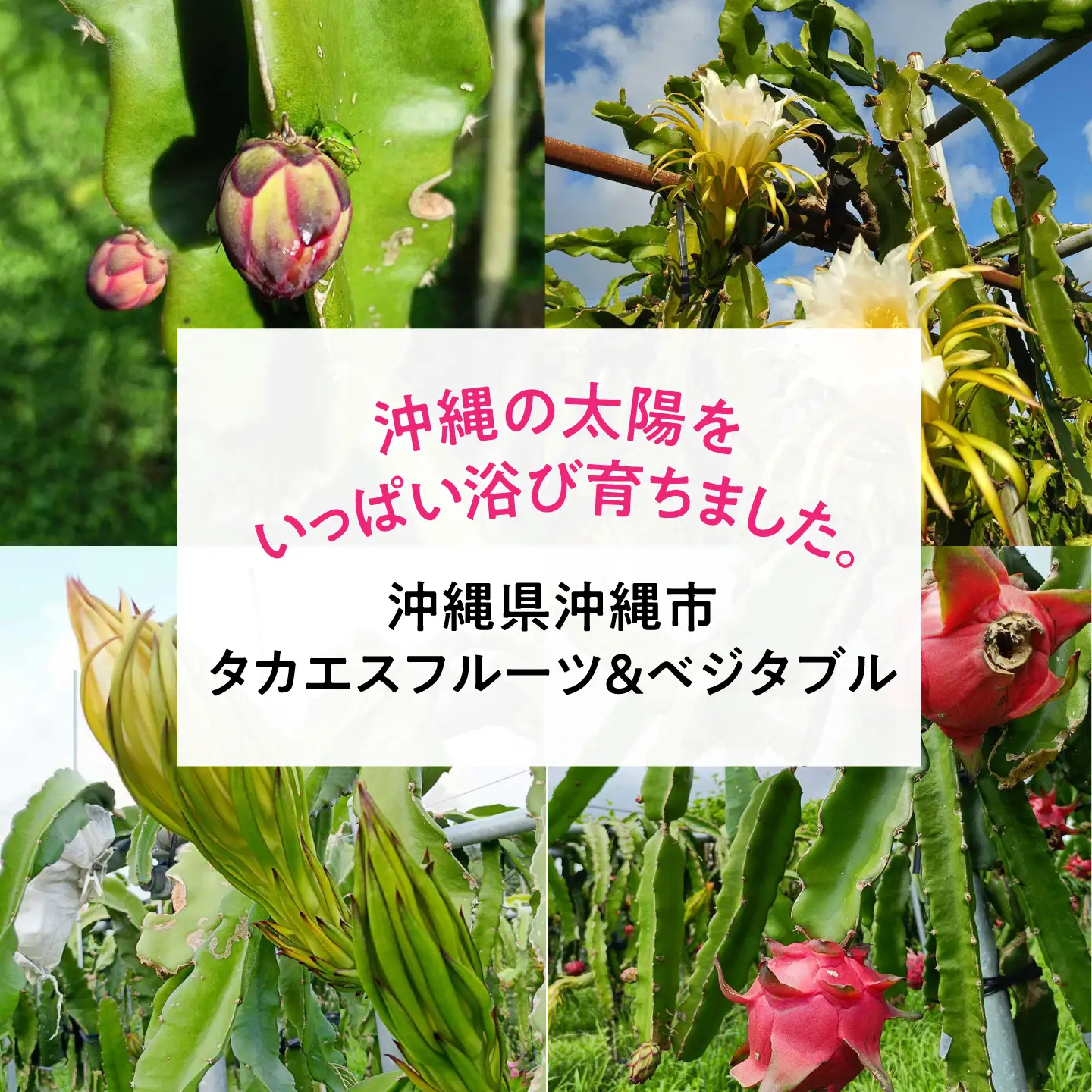 ドラゴンフルーツ 2kg 完熟直送！ 沖縄県産ドラゴンフルーツ