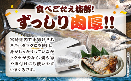 【宮崎獲れ】まぐろビンタ 頭 兜焼き キハダマグロ