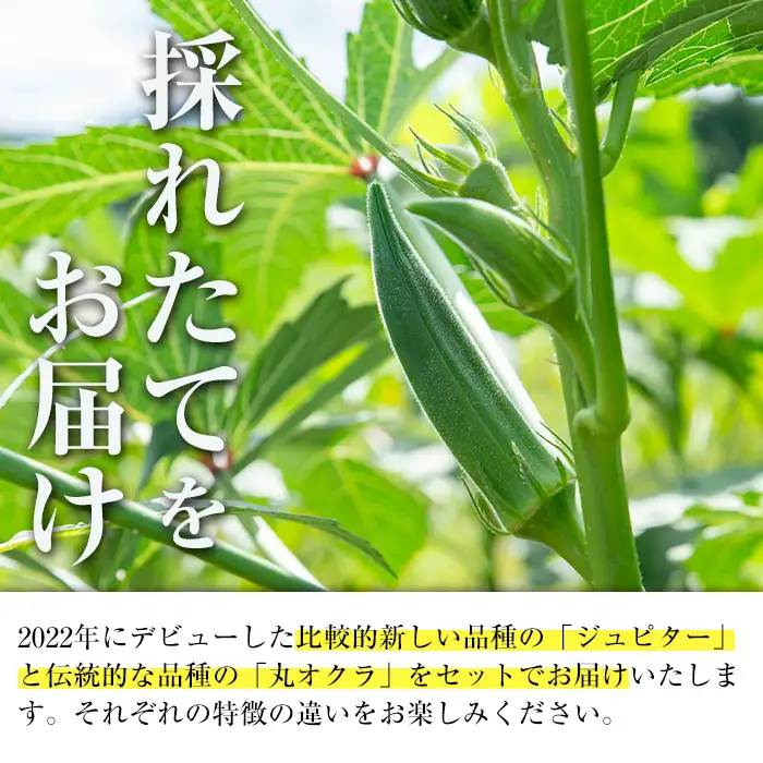 いずみ産 オクラ 2種 食べ比べ 1.2kg 【イーサイドライン】 i1217-B