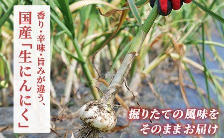 【先行予約】＜生にんにく サイズ混合 約1kg＞ 国産 ニンニク 生 野菜 香味野菜 薬味 大蒜 ガーリック 1キロ 西予市産 旬 旬の野菜 生ニンニク 農産物 おすそ分け 自宅用 家庭用 ノムランド 愛媛県 西予市【冷蔵】『2027年5月より順次出荷予定』NNM0010