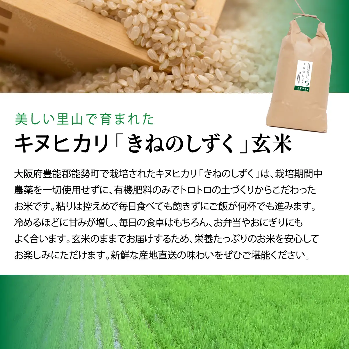 《予約受付中》令和8年産きぬひかり「きねのしずく」玄米 10kg 栽培期間中農薬・化学肥料不使用 | 農園のら | 米 玄米 10kg キヌヒカリ 中農薬 化学肥料不使用 自然栽培 特別栽培 | おにぎり 弁当 産地直送 | 大阪府 能勢町 送料無料