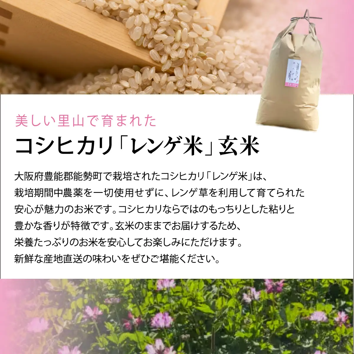 《予約受付中》令和8年産コシヒカリ「レンゲ米」玄米10kg (栽培期間中農薬・化学肥料不使用) | 農園のら | 米 玄米 10kg コシヒカリ 中農薬 化学肥料不使用 自然栽培 特別栽培 | おにぎり 弁当 産地直送 | 大阪府 能勢町 送料無料