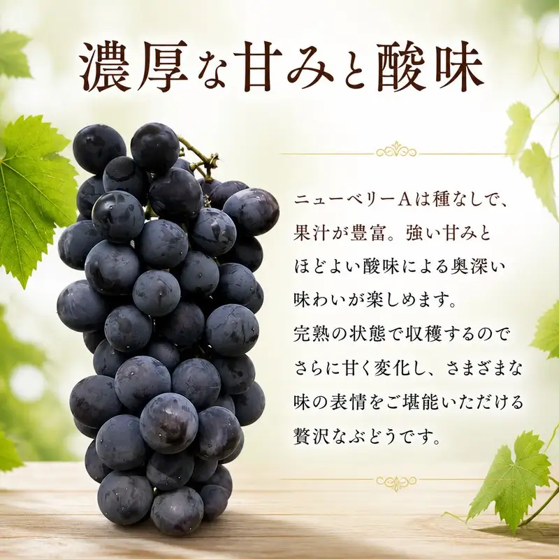 【2027年8月下旬から発送】ニューベリーＡ 2㎏  ぶどう｜ぶどう RYE