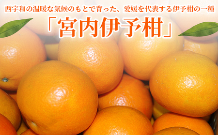 ＜秀品 伊予柑 (L～2Lサイズ) 約10kg＞蜜柑 ミカン みかん 果物 フルーツ 柑橘 いよかん 宮内伊予柑 西宇和 果汁 ジューシー 果肉 国産 愛媛県産 西予市産 ギフト 贈答用 特産品 丸二青果 愛媛県 西予市【常温】『2026年1月～3月に順次出荷予定』MMY0012