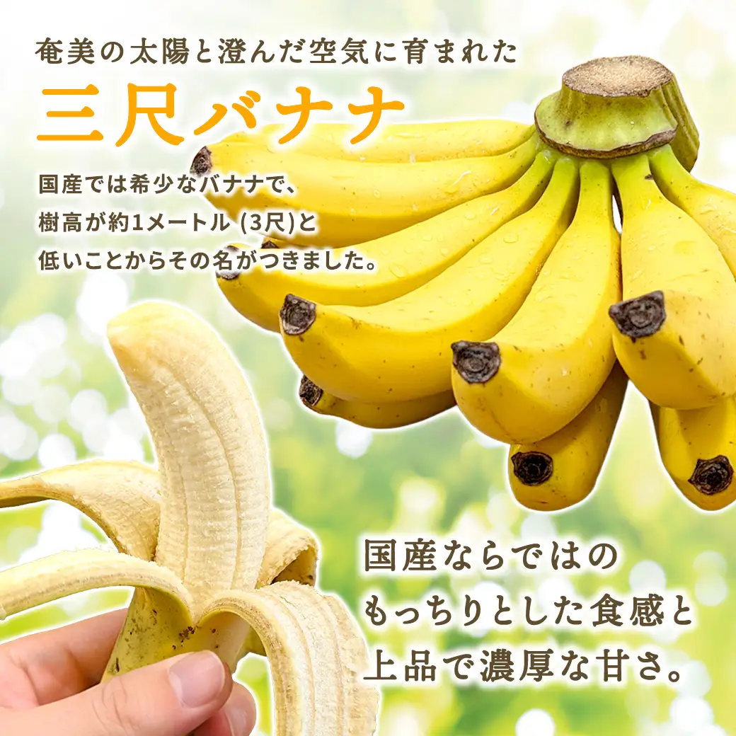 【先行予約】完熟 三尺 バナナ 〈4月より順次発送〉完熟バナナ 国産 フルーツ 果物 奄美大島 宇検村 家庭用 贈答 数量限定 プリン専門店 che