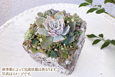 Succulent Melange ～多肉植物が調和するボタニカルアレンジ～ ※2026年9月～2027年6月頃に順次発送予定 ※北海道・沖縄・離島への配送不可