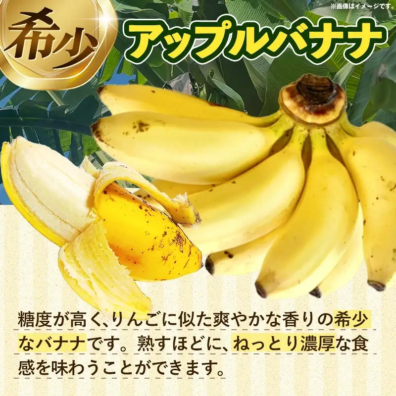 熱帯果樹生産組合のアップルバナナ 約3kg - バナナ ばなな 小ぶり 沖縄県 産地直送 果物 フルーツ 南国 朝食 おすすめ 沖縄県 八重瀬町