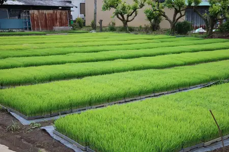 新米 [定期便／3ヶ月連続][令和8年産／10月中旬より順次発送] 伊勢原産 精米 5kg はるみ 農家直送！亀井さんちのうんめぇ！自家製米 [1137]