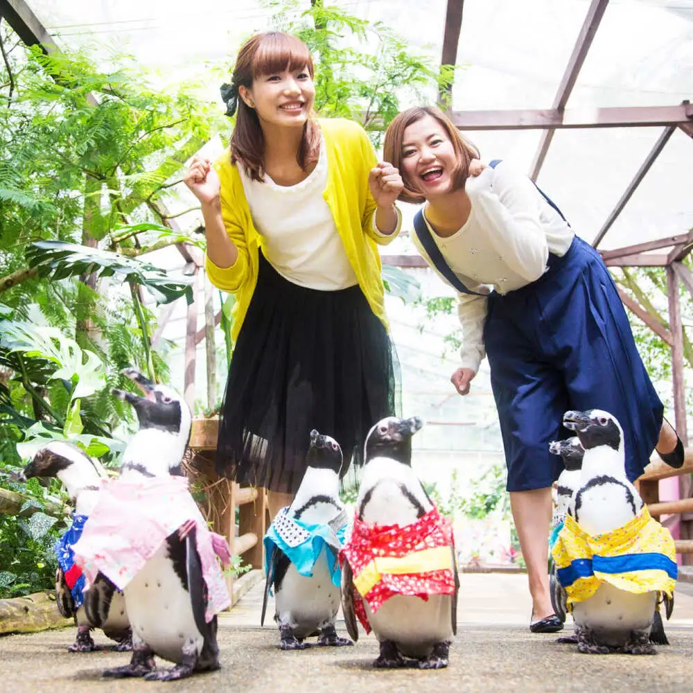 松江フォーゲルパーク入園券(大人2名様分) 島根県松江市/株式会社一畑パーク[ALHY001]