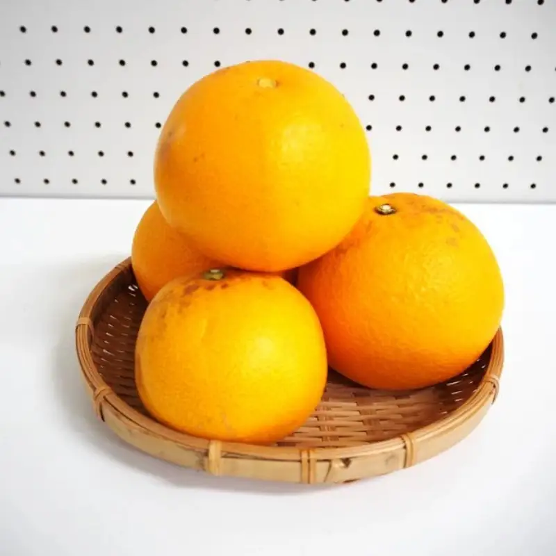 【家庭用】八朔 紅八朔 甘酸っぱさ、はじける。かつらぎの紅八朔 約４kg【2027年2月中旬～2027年2月下旬お届け予定】【A-frks189】