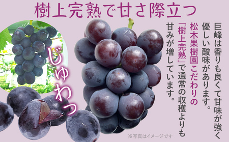 先行予約 期間限定 巨峰 ぶどう 約2kg（4～6房） 農家直送 樹上完熟 完熟 果汁 ブドウ 葡萄 果物 フルーツ 甘い ジューシー 福岡県 福岡 九州 グルメ お取り寄せ 【8月中旬頃より順次出荷予定】