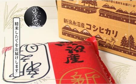 【定期便全3回毎月発送】魚沼産新之助(精米)　10kg 米 定期 新潟 十日町市