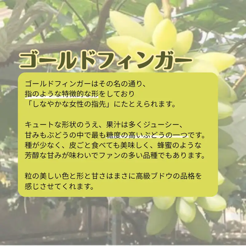 ご家庭用 ゴールドフィンガー 1房 約400g【先行予約 2026年8月中旬から順次発送】