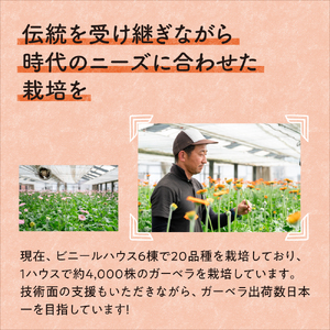 農園直送 ガーベラ切り花30本【1294】