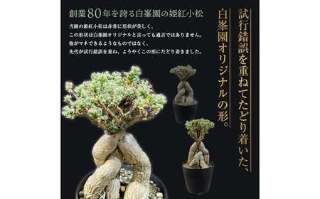 姫紅小松 25年生前後 【白峯園】 塊根植物 F21J-115