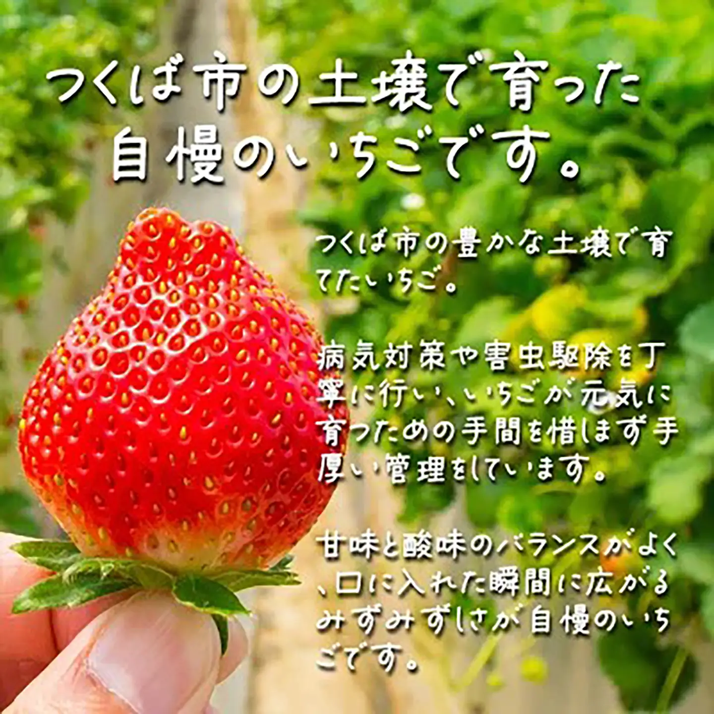 いちご 茨城県産とちおとめ 約1080g いちご