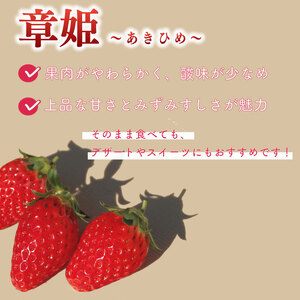 【数量限定】章姫 約1kg 苺  相良青果市場 牧之原市 静岡県