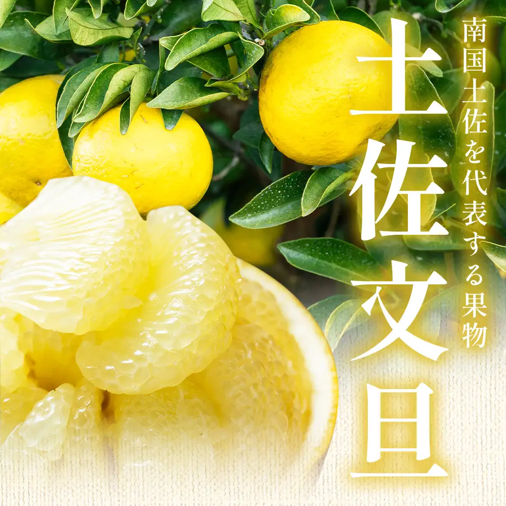 土佐文旦 家庭用 10kg （L〜2L混合） 文旦 nm-0009
