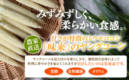 《2027年5月～発送》朝採れ！プレミアム味来のヤングコーン　50本・S100-115