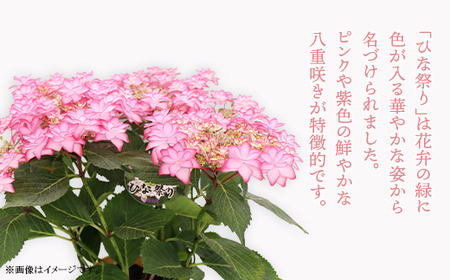 アジサイ 鉢植え ひな祭りピンク (品種：ひな祭りピンク) 母の日 感謝 プレゼント 737【長谷川園芸】