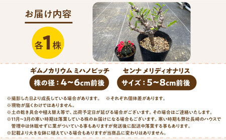 センナ メリディオナリス ＆amp; ギムノカリキウム ミハノビッチ 各1株 Senna meridionalis ＆amp; Gymnocalycium mihanovichii 長与町/アグリューム[EAI239]
